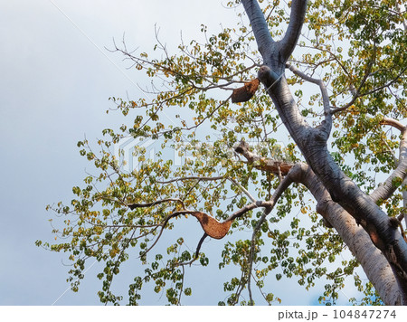 Nests of wild bees high on the branches of a tree. 104847274