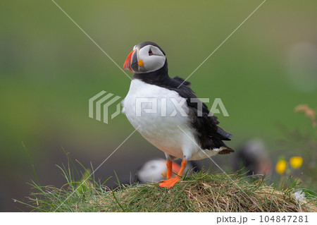 Close up of puffin bird or Fratercula in Iceland in summer season on cliff sea beach background. Animal. 104847281