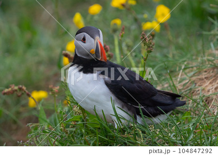 Close up of puffin bird or Fratercula in Iceland in summer season on cliff sea beach background. Animal. 104847292