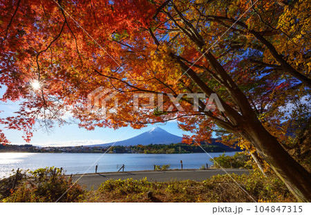 Mountain fuji with red maple in Autumn, Kawaguchiko Lake, Japan Mountain fuji with red maple in Autumn, Kawaguchiko Lake, Japan 104847315