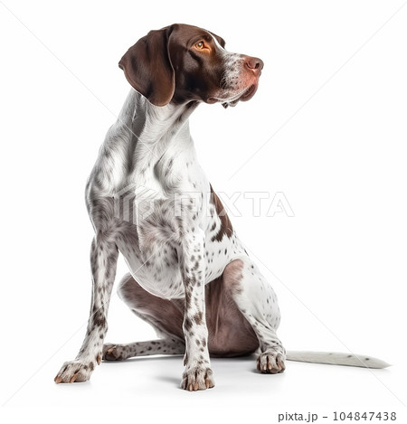 Pointer dog portrait close-up isolated on white. Brave pet, loyal friend, good companion, hunting breed,  104847438