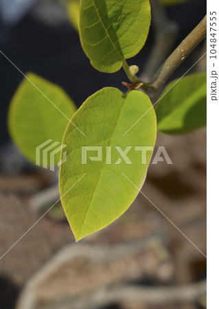 Siebolds magnolia 104847555