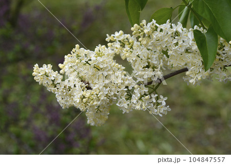 Lilac Primrose 104847557