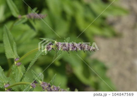 Common hedgenettle 104847569