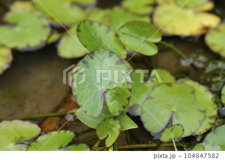 Yellow Floating Heart 104847582