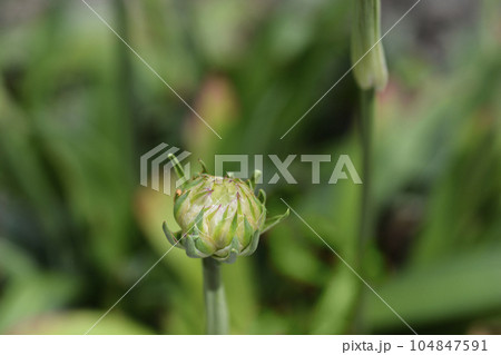 Great thrift Ballerina White 104847591