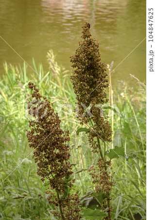 Curled dock seeds hanging on two big plants growing in green tall grass near river Curled dock seeds hanging on two big plants growing in green tall grass near river 104847625