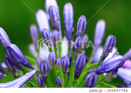花びら 花弁 弁 104847748