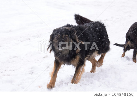 Black fluffy dog in the snow closeup Black fluffy dog in the snow closeup 104848156