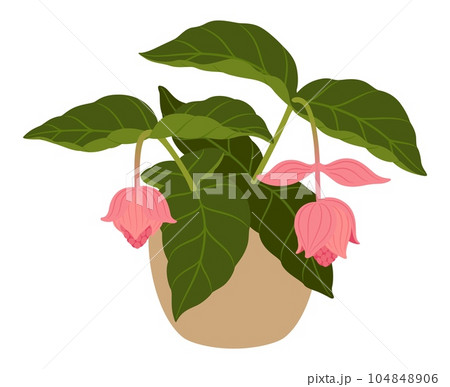 Medinilla magnifica or showy medinilla, isolated cartoon vector tropical flowering plant in pot, with large, vibrant pink blooms that cascade down long, arching stems, creating a captivating display 104848906
