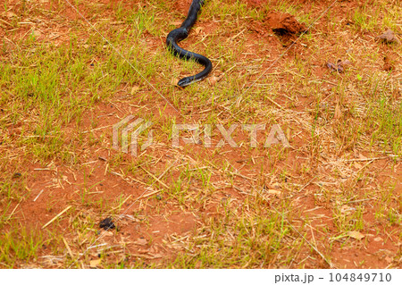 Sleek dark body of eastern ratsnake was perfectly suited for its natural habitat in South Carolina during summer months. 104849710