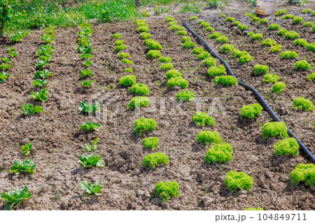 Home gardening provides an opportunity for individuals to connect with nature gain a deeper appreciation food they consume. Home gardening provides an opportunity for individuals to connect with nature gain a deeper appreciation food they consume. 104849711