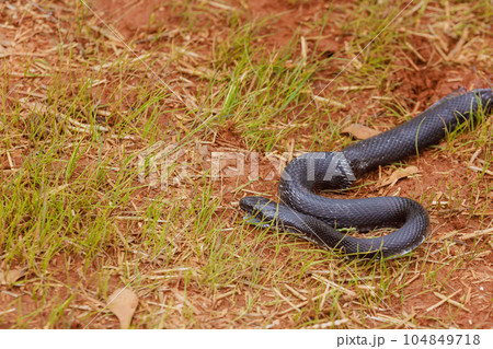 Eastern ratsnake, which was black in color, was seen outdoors in South Carolina region during summer season Eastern ratsnake, which was black in color, was seen outdoors in South Carolina region during summer season 104849718