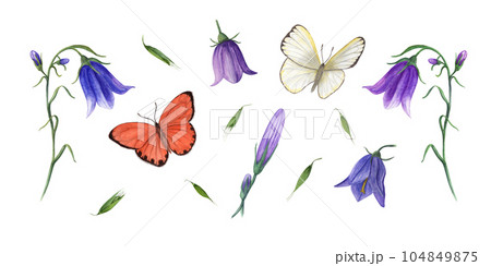 Set of bright bells from bud to open flower, fluttering butterflies. Watercolor illustration of wild meadow plants isolated on white background. Perfect for print, textile, banner design, decoration Set of bright bells from bud to open flower, fluttering butterflies. Watercolor illustration of wild meadow plants isolated on white background. Perfect for print, textile, banner design, decoration 104849875