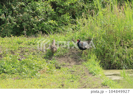 キジのつがい キジ 日本の国鳥 キジのつがい キジ 日本の国鳥 104849927