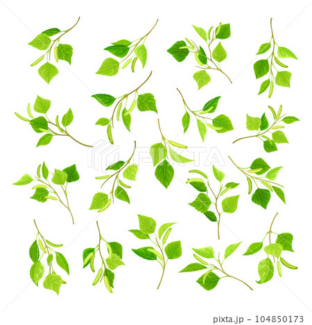 Green Birch Twigs with Catkins and Leaf on Stem Big Vector Set Green Birch Twigs with Catkins and Leaf on Stem Big Vector Set 104850173