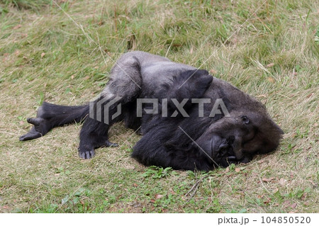 草の上で横になり寝るゴリラ 104850520