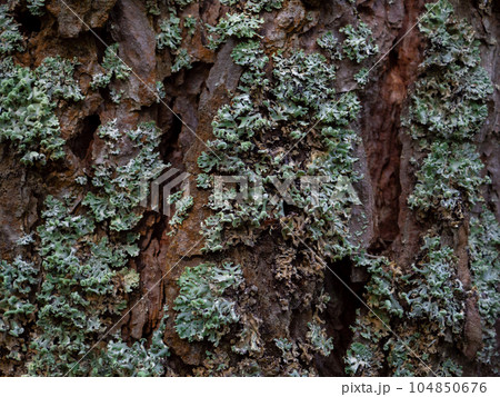 Moss or lichen on embossed pine bark. Moss or lichen on embossed pine bark. 104850676