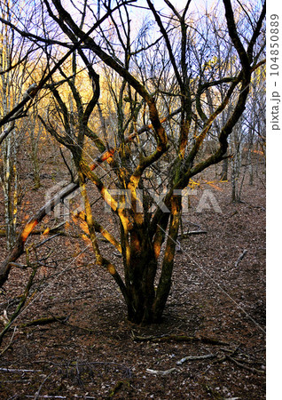 道志山塊の岩下ノ丸 めらめらと燃える木 道志山塊の岩下ノ丸 めらめらと燃える木 104850889