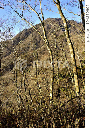 道志山塊のマエダレノ頭より御正体山を望む 104850902