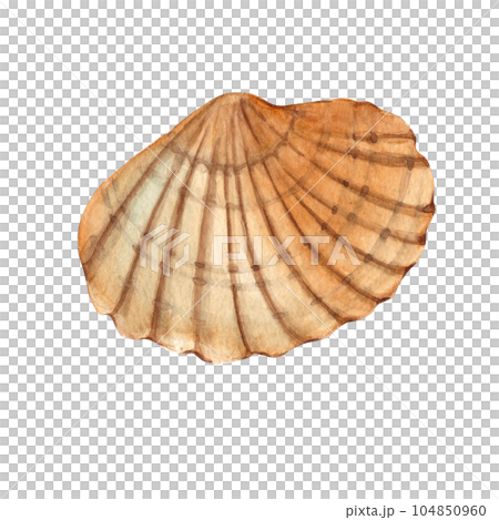Watercolor hand drawn sea shell isolated on white background. Marine underwater design element. Summer sea clipart. 104850960