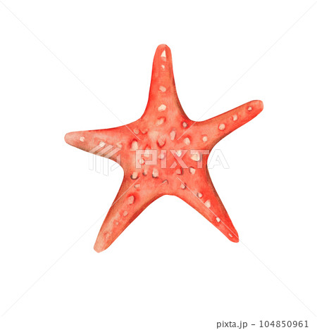 Watercolour hand drawn red starfish isolated on white background. Marine underwater design element. Summer sea clipart Watercolour hand drawn red starfish isolated on white background. Marine underwater design element. Summer sea clipart 104850961