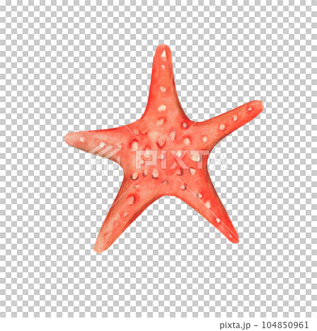 Watercolour hand drawn red starfish isolated on white background. Marine underwater design element. Summer sea clipart Watercolour hand drawn red starfish isolated on white background. Marine underwater design element. Summer sea clipart 104850961