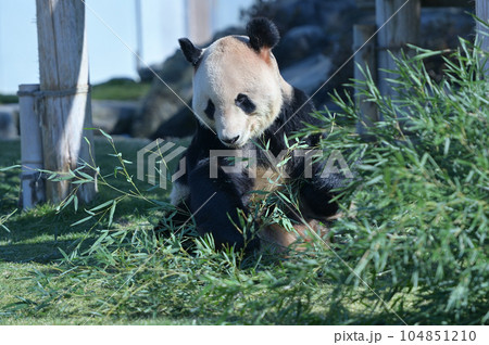 おいしそうに竹を食べる永明 104851210