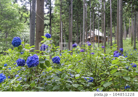 みちのくあじさい園の紫陽花　岩手県一関市 104851228