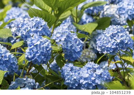 みちのくあじさい園の紫陽花 岩手県一関市 みちのくあじさい園の紫陽花 岩手県一関市 104851239