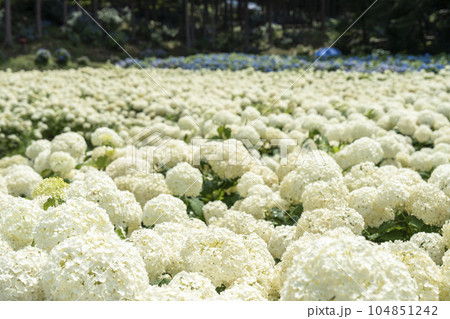 みちのくあじさい園の紫陽花 岩手県一関市 みちのくあじさい園の紫陽花 岩手県一関市 104851242