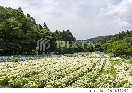 みちのくあじさい園の紫陽花　岩手県一関市 104851249