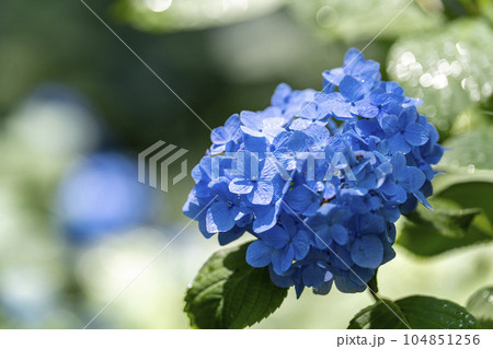 みちのくあじさい園の紫陽花　岩手県一関市 104851256