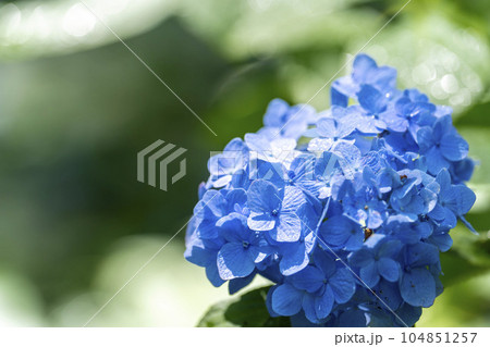 みちのくあじさい園の紫陽花 岩手県一関市 みちのくあじさい園の紫陽花 岩手県一関市 104851257