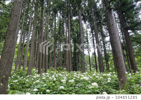 みちのくあじさい園の紫陽花 岩手県一関市 みちのくあじさい園の紫陽花 岩手県一関市 104851285