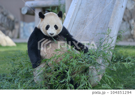 おいしそうな竹を捜す梅浜 104851294