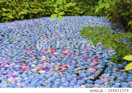 みちのくあじさい園のあじさい池　岩手県一関市 104851374