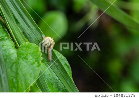 葉の上のカタツムリ 104851578