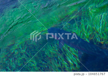 忍野八海涌池のニジマス(山梨県-忍野村) 104851767