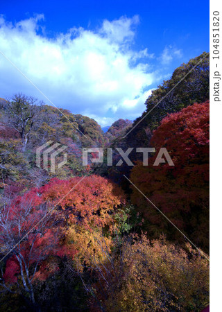 秋の九重 渓谷の紅葉 秋の九重 渓谷の紅葉 104851820