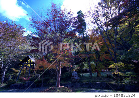 秋の九重 茶屋の紅葉 秋の九重 茶屋の紅葉 104851824