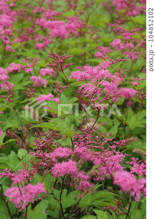 きょうかのこの花 きょうかのこの花 104852102