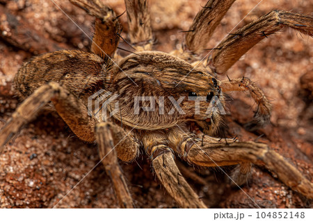 Small Wolf Spider 104852148