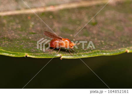 Adult Acalyptrate Fly 104852161