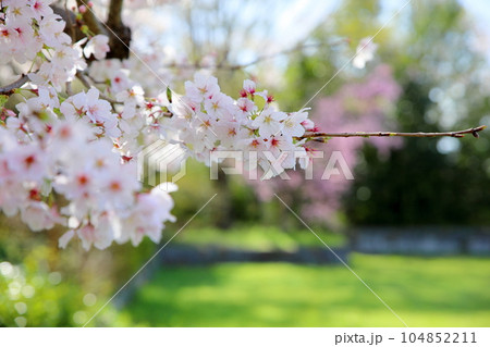 ソメイヨシノの花 満開 ソメイヨシノの花 満開 104852211