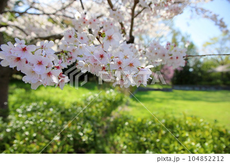 ソメイヨシノの花　満開 104852212