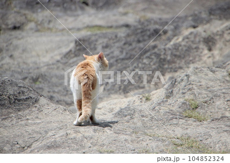 岩を歩く猫の後ろ姿 104852324