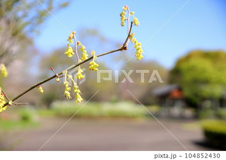 トサミズキの花 104852430