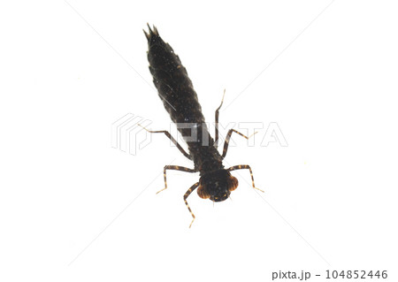 カトリヤンマの幼虫 104852446
