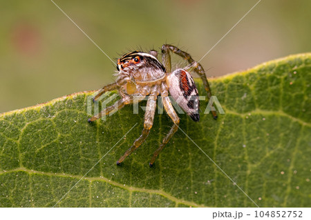 Small Jumping Spider 104852752